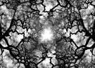 Trees wallpaper