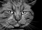 Mystery Cat wallpaper