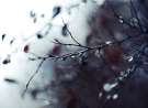 Rain Drops wallpaper