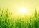 Summer Time wallpaper